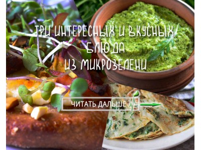 Три интересных и вкусных блюда из микрозелени