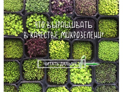 Что выращивать в качестве микрозелени?
