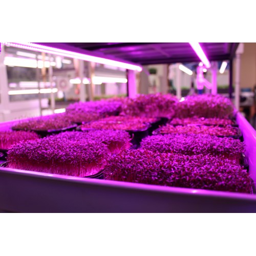Гидропонная стеллажная ферма для выращивания микрозелени и салатов Базовая 4 уровня