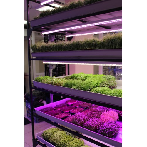 Гидропонная стеллажная ферма для выращивания микрозелени и салатов Базовая 4 уровня