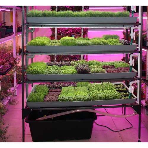 Гидропонная стеллажная ферма для выращивания микрозелени и салатов Полная 4 уровня