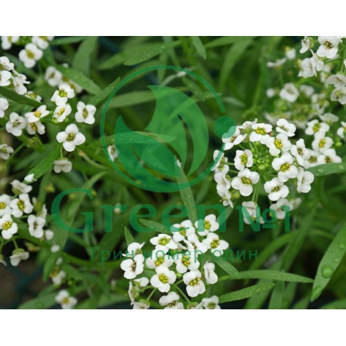 Алиссум (Лобулярия) для проращивания пищевых цветов