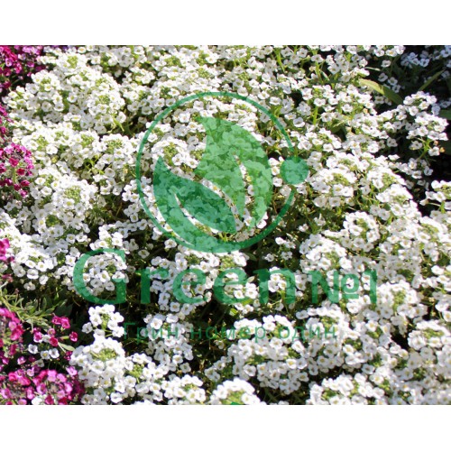 Алиссум (Лобулярия) для проращивания пищевых цветов