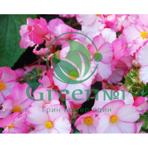 Бегония Вечноцвет Светло-Розовая для проращивания пищевых цветов