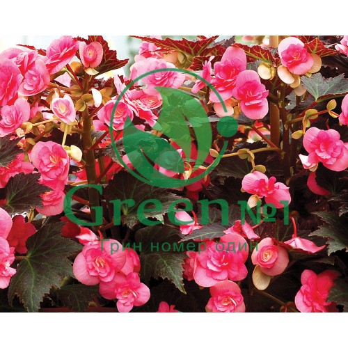 Бегония Вечноцвет Темно-розовая для проращивания пищевых цветов