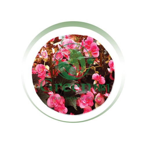 Бегония Вечноцвет Темно-розовая для проращивания пищевых цветов