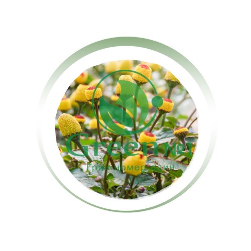 Спилантес Электрический цветок для проращивания пищевых цветов