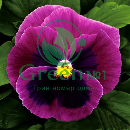Виола Анютины Глазки для проращивания пищевых цветов