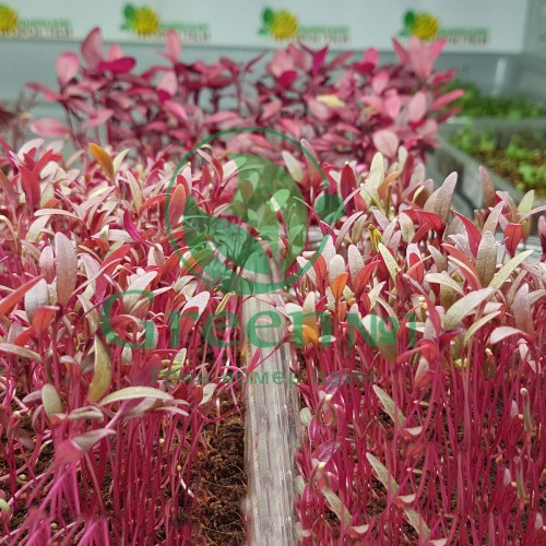 Амарант Пигми Торч (зеленый) семена для выращивания микрозелени и беби листьев