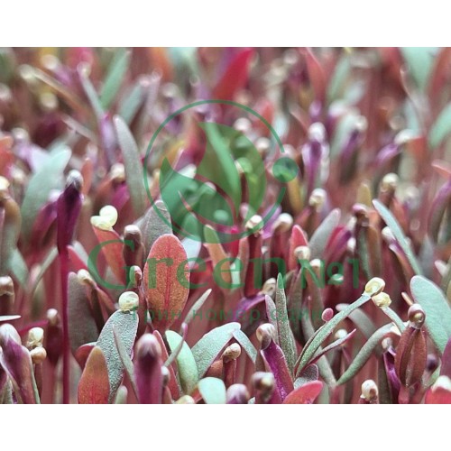 Амарант розово-зеленый семена для выращивания микрозелени и беби листьев