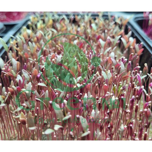 Амарант розово-зеленый семена для выращивания микрозелени и беби листьев