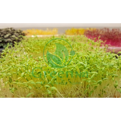 Амарант зеленый Король семена для проращивания микрозелени и беби листьев