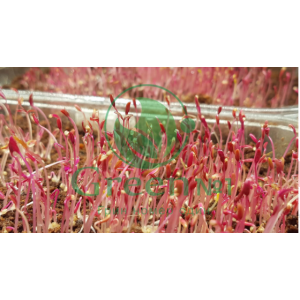 Амарант красный семена для проращивания и микрозелени