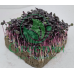 Базилик фиолетовый для проращивания микрозелени и беби листьев