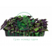 Базилик фиолетовый для проращивания микрозелени и беби листьев