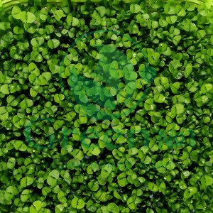 Базилик зеленый Итальянский для проращивания микрозелени и беби листьев