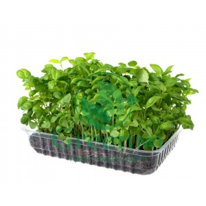 Базилик зеленый Вкус корицы для проращивания микрозелени