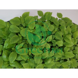 Базилик зеленый Вкус корицы для проращивания микрозелени