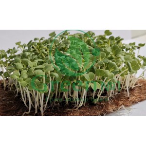 Брокколи Калабрезе для проращивания микрозелени