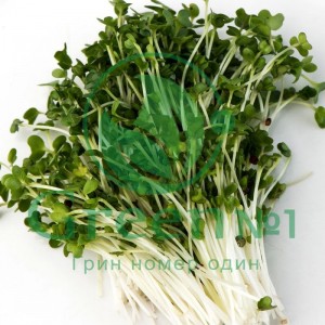 Брокколи Рааб (рапини) для проращивания микрозелени