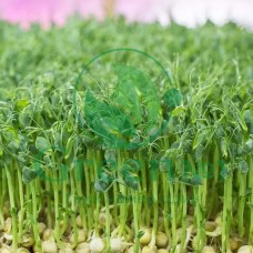 Горох зеленый (Мадрас) для проращивания микрозелени