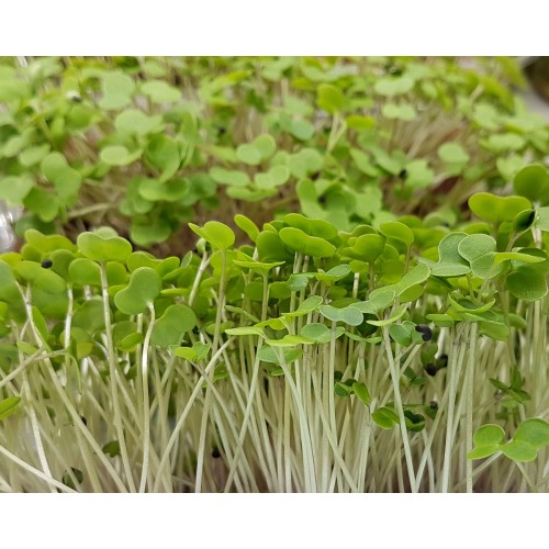 Кале (Кейл) семена для выращивания микрозелени и беби листьев