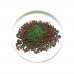 Капуста краснокочанная для проращивания микрозелени