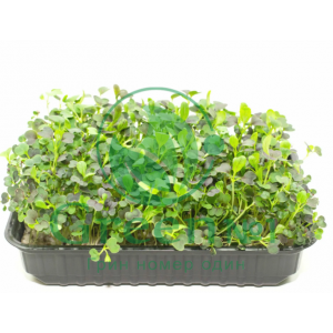 Капуста пак-чой (бок-чой) зеленая для проращивания микрозелени