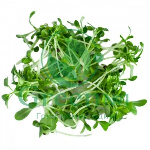 Капуста пак-чой (бок-чой) зеленая для проращивания микрозелени