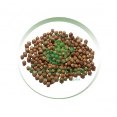 Кориандр (Кинза) Гранд Марокко для проращивания микрозелени и зелени