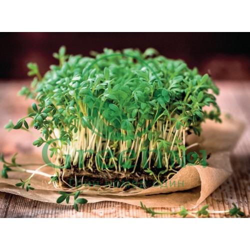 Кресс салат для проращивания микрозелени