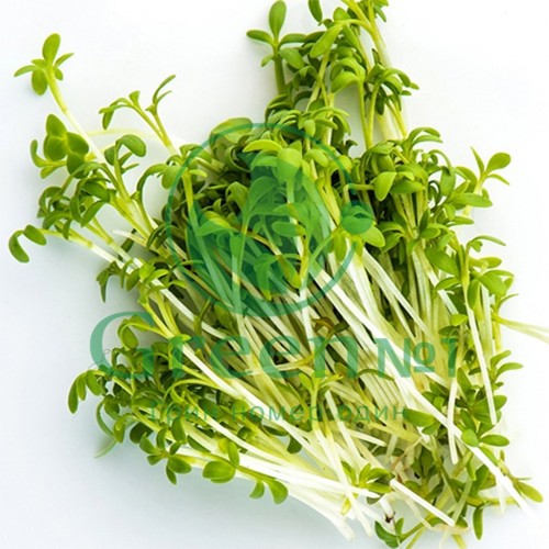 Кресс салат для проращивания микрозелени