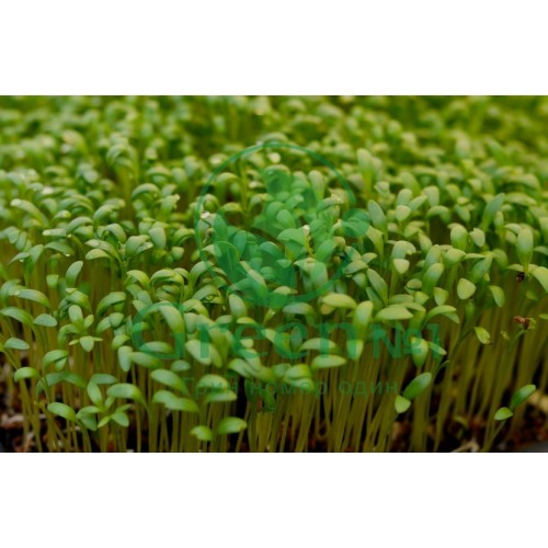 Кале (Кейл) семена для выращивания микрозелени и беби листьев