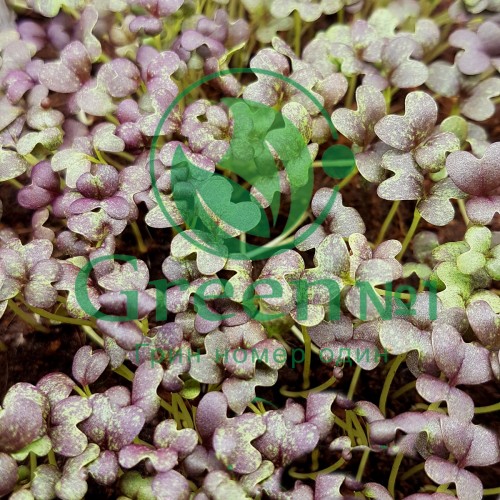 Мицуна (мизуна) красная для выращивания микрозелени и беби зелени