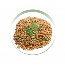 Пшеница семена для проращивания и микрозелени, витграсс