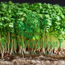 Редис зеленый для проращивания микрозелени