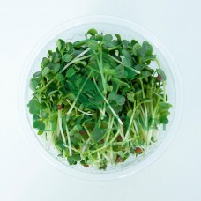 Редис зеленый для проращивания микрозелени