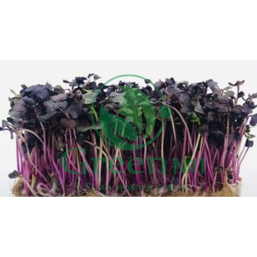 Редис Санго (фиолетовый) для проращивания микрозелени