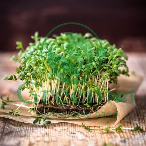 Руккола семена для проращивания микрозелени и беби зелени
